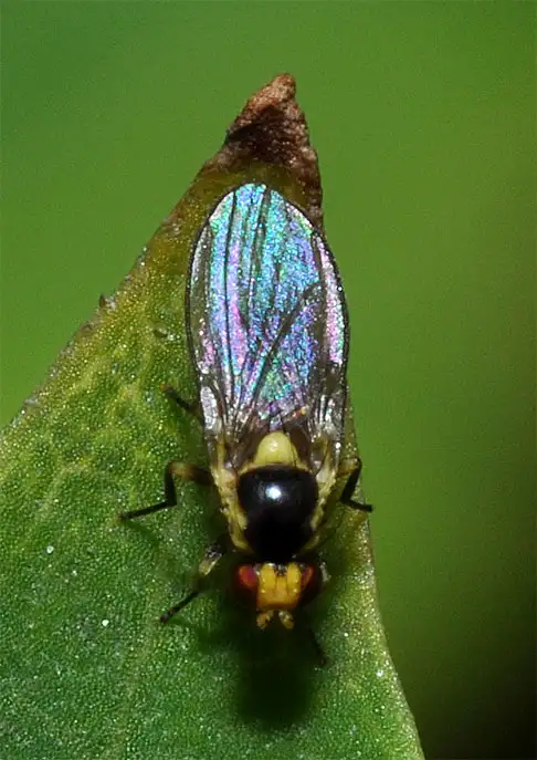 Agromyzidae (Fallen 1823) Agromyzidae (Fallen 1823)