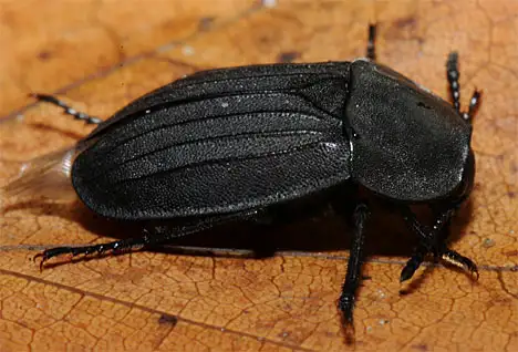 Silphidae (Latreille 1807) Silphidae (Latreille 1807)