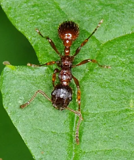 Formicidae (Latreille 1809) Formicidae (Latreille 1809)