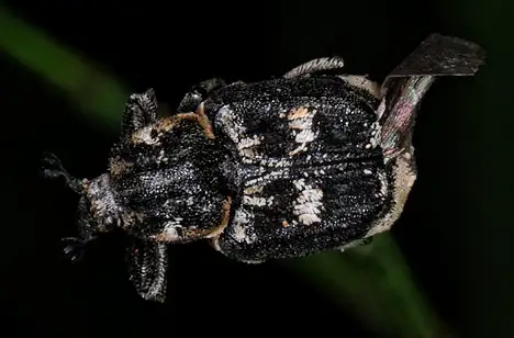 Scarabaeidae (Latreille 1802) Scarabaeidae (Latreille 1802)