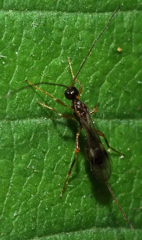 Braconidae (Latreille 1829) Braconidae (Latreille 1829)