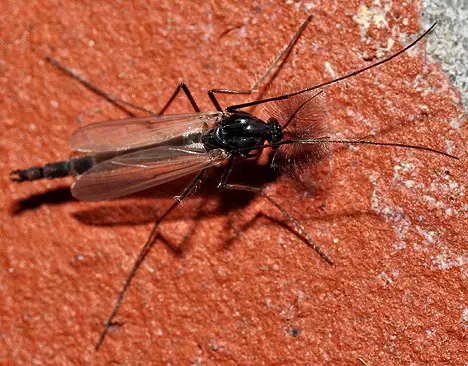 Chaoboridae (Newman 1834) Chaoboridae (Newman 1834)