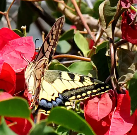 Butterfly - Old World Swallowtail  on red blossom