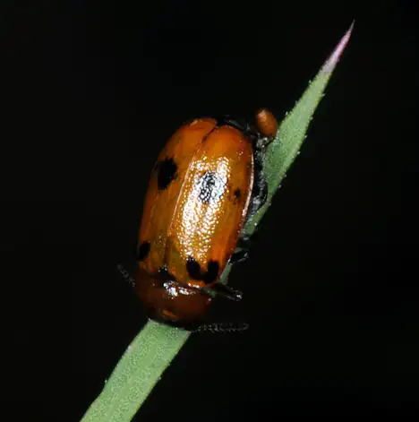 Cryptocephalinae (Gyllenhal 1813)