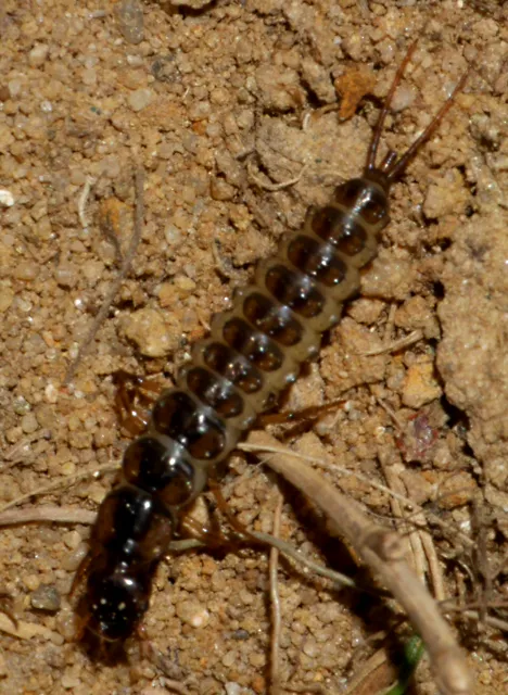 Nebria (Latreille 1802) Nebria (Latreille 1802)