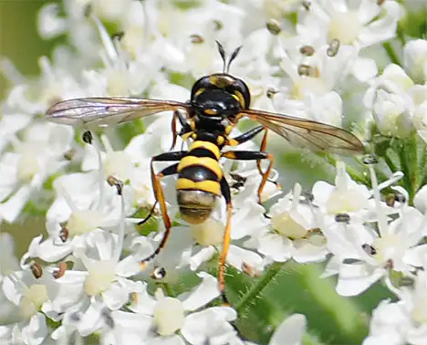 Conopidae (Latreille 1802) Conopidae (Latreille 1802)