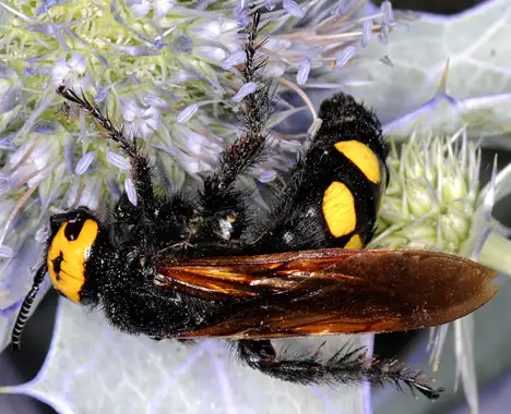 Scoliidae (Leach 1815)
