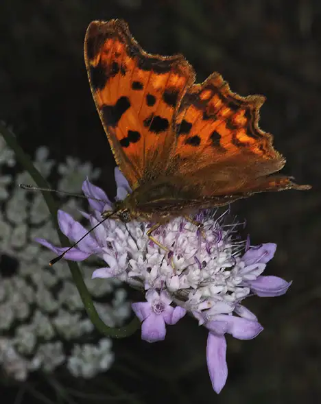 Nymphalidae (Rafinesque 1815) Nymphalidae (Rafinesque 1815)