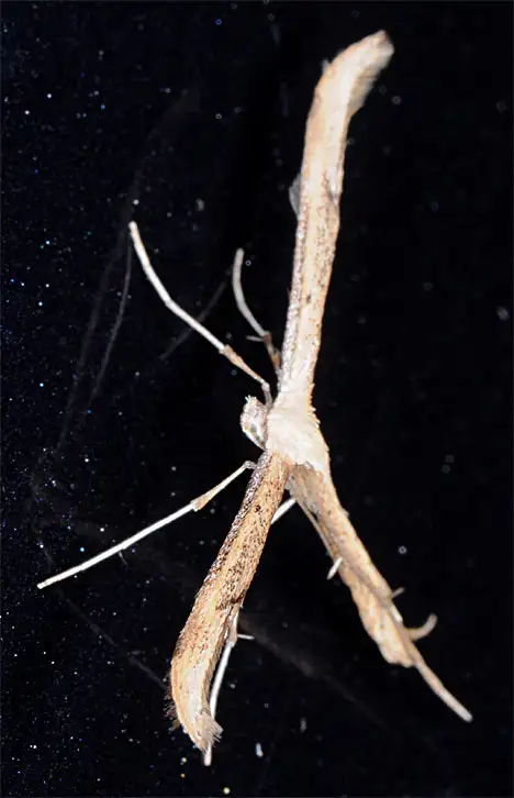 Pterophoridae (Zeller 1841) Pterophoridae (Zeller 1841)