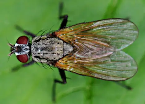 Fly - Top view