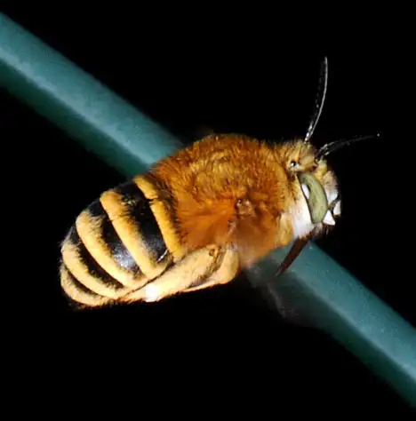 Flying Antophora