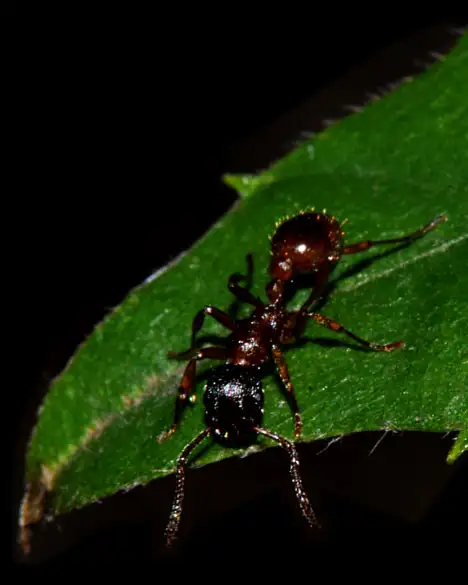 Insect - Ant on a leave