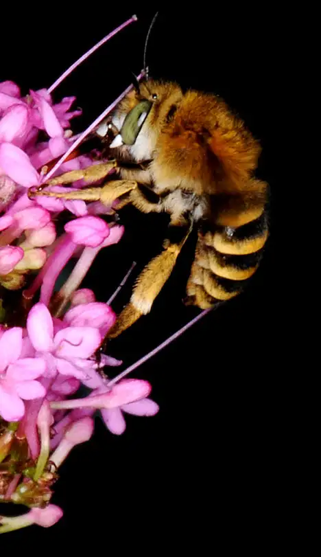 Insect - Antophora on a flower