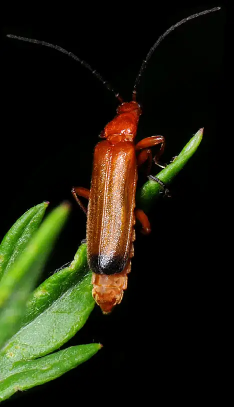 Insect - Beetle Insect - Beetle