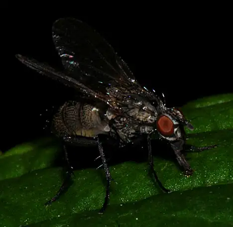 Insect - Fly