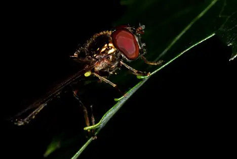Insect - Hoverfly Insect - Hoverfly