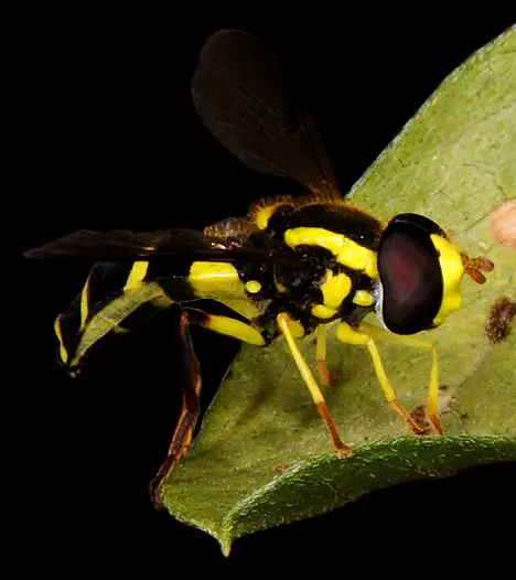 Insect - Yellow Black Hoverfly