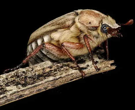 Images of insects