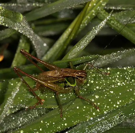 Tettigoniidae (Krauss 1902) Tettigoniidae (Krauss 1902)