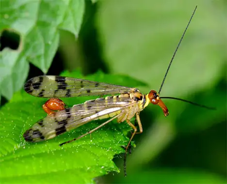 Male Panorpidae scorpionfly
