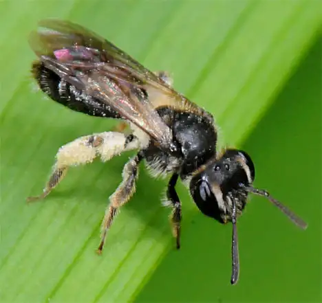 Megachilidae (Schenk 1860)
