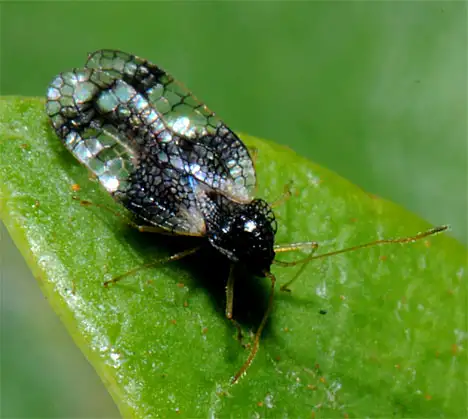 Tingidae (Laporte 1832)