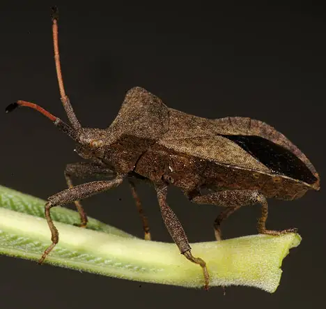 Coreidae (Leach 1815) Coreidae (Leach 1815)