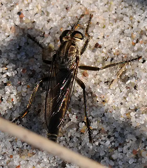 Asilidae (Latreille 1802) Asilidae (Latreille 1802)