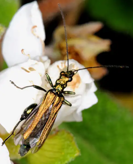 Oedemeridae (Latreille 1810)