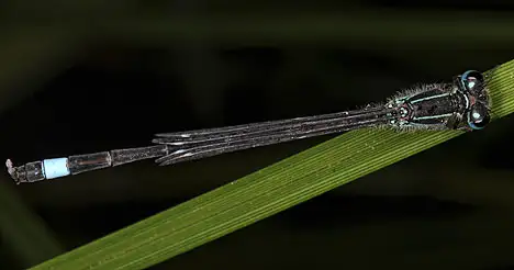 Coenagrionidae (Kirby 1890) Coenagrionidae (Kirby 1890)