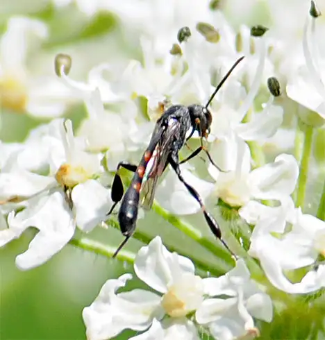 Gasteruptiidae (Ashmead 1900)