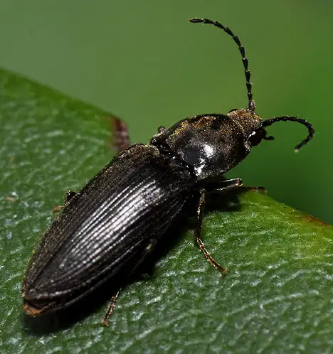 Elateridae (Leach 1815) Elateridae (Leach 1815)