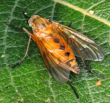 Rhagionidae (Latreille 1802)