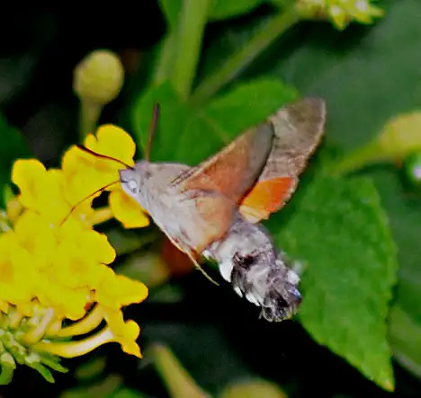Sphingidae (Latreille 1802) Sphingidae (Latreille 1802)