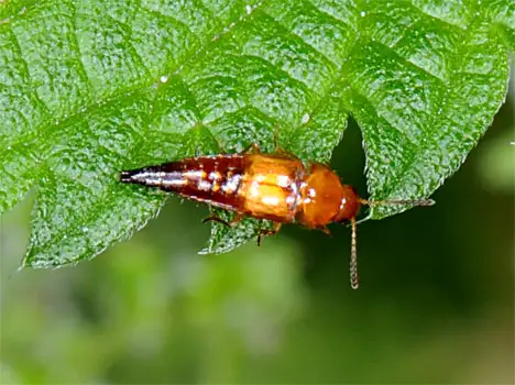 Staphylinidae (Lameere 1900) Staphylinidae (Lameere 1900)
