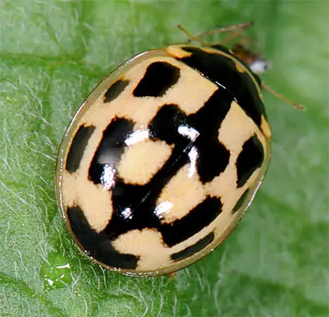 Coccinellidae (Latreille 1807)