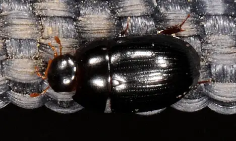 Hydrophilidae (Latreille 1802) Hydrophilidae (Latreille 1802)