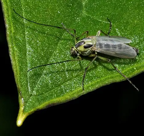 Chironomidae (Erichson 1842)